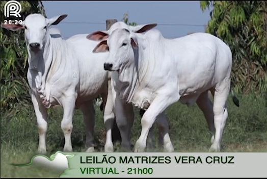 Leilão, Vera Cruz, Matrizes, Nelore