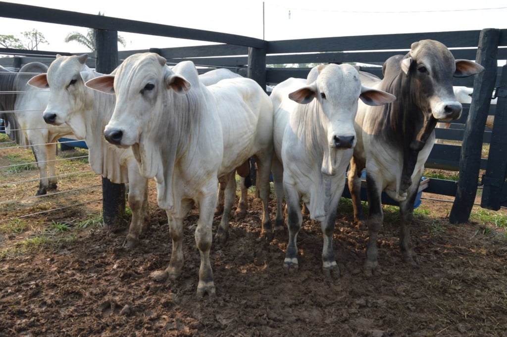 arroba do boi gordo, preços, carne bovina