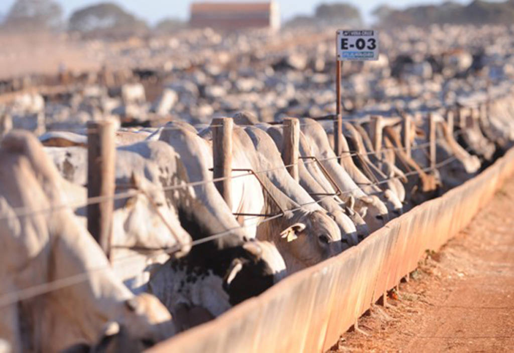 Pecuária intensiva acelera: bois confinados representam 31,7% dos animais destinados ao abate em 2025