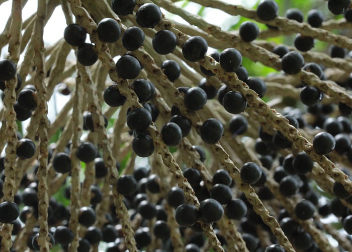 Açaizeiro carregado açai