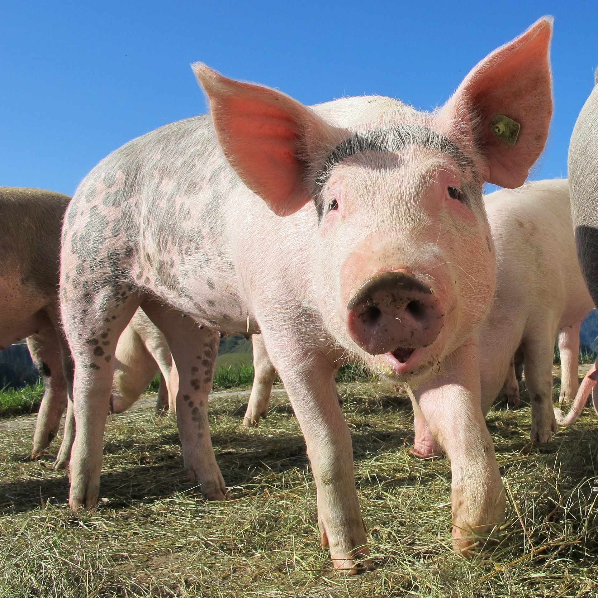 Carne suína perde competitividade frente às concorrentes