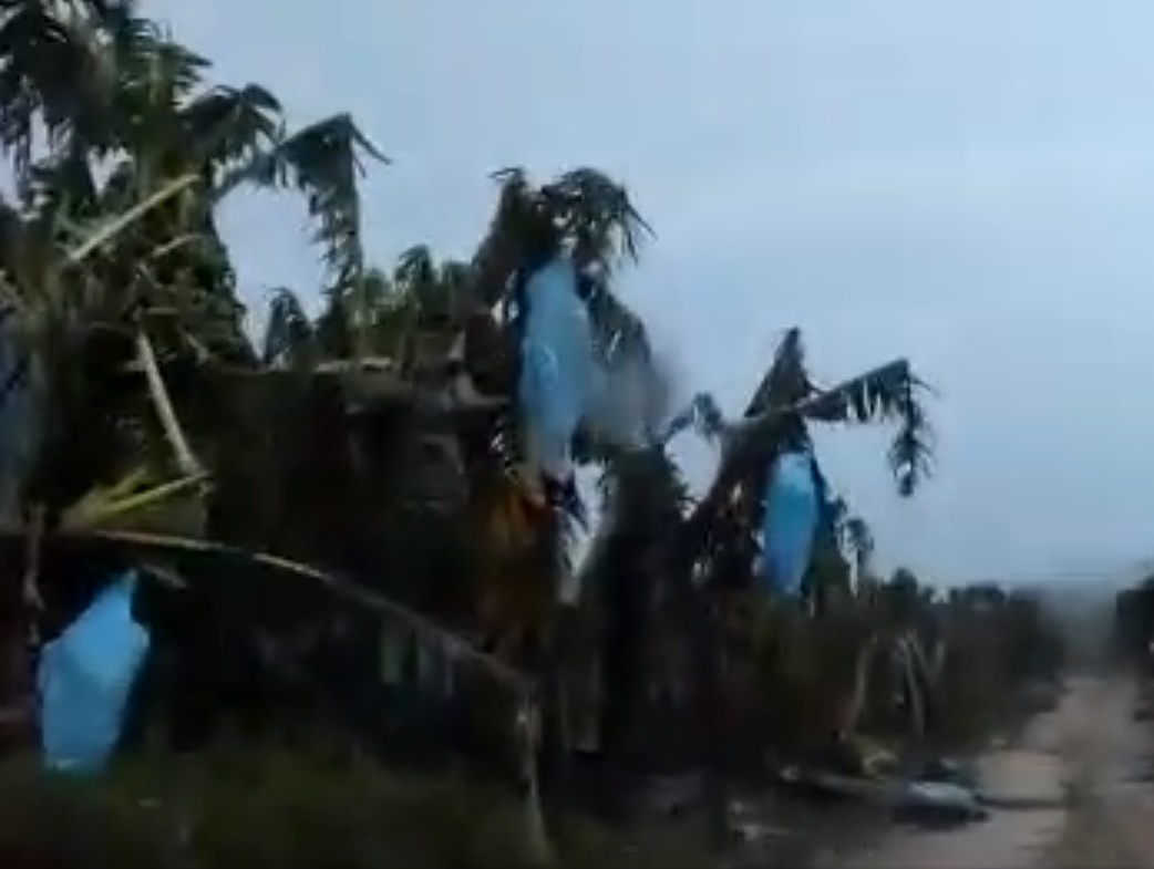 Chuva de granizo provoca destruição em plantação de banana no interior de SP