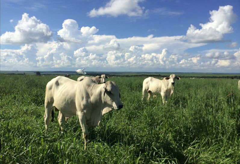 altas nas temperaturas podem prejudicar a qualidade dos pastos brasileiros