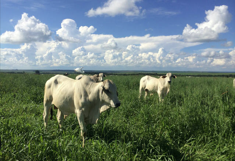 Preços do boi gordo encerram semana em alta e negócios seguem aquecidos