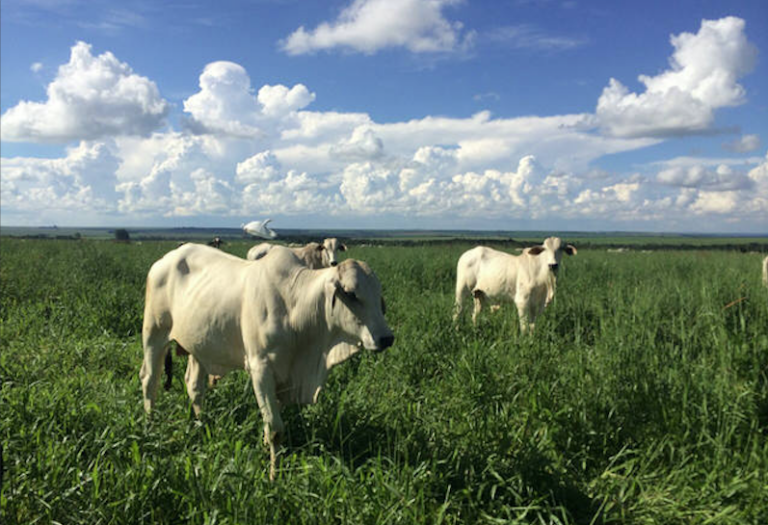 altas nas temperaturas podem prejudicar a qualidade dos pastos brasileiros, boi gordo