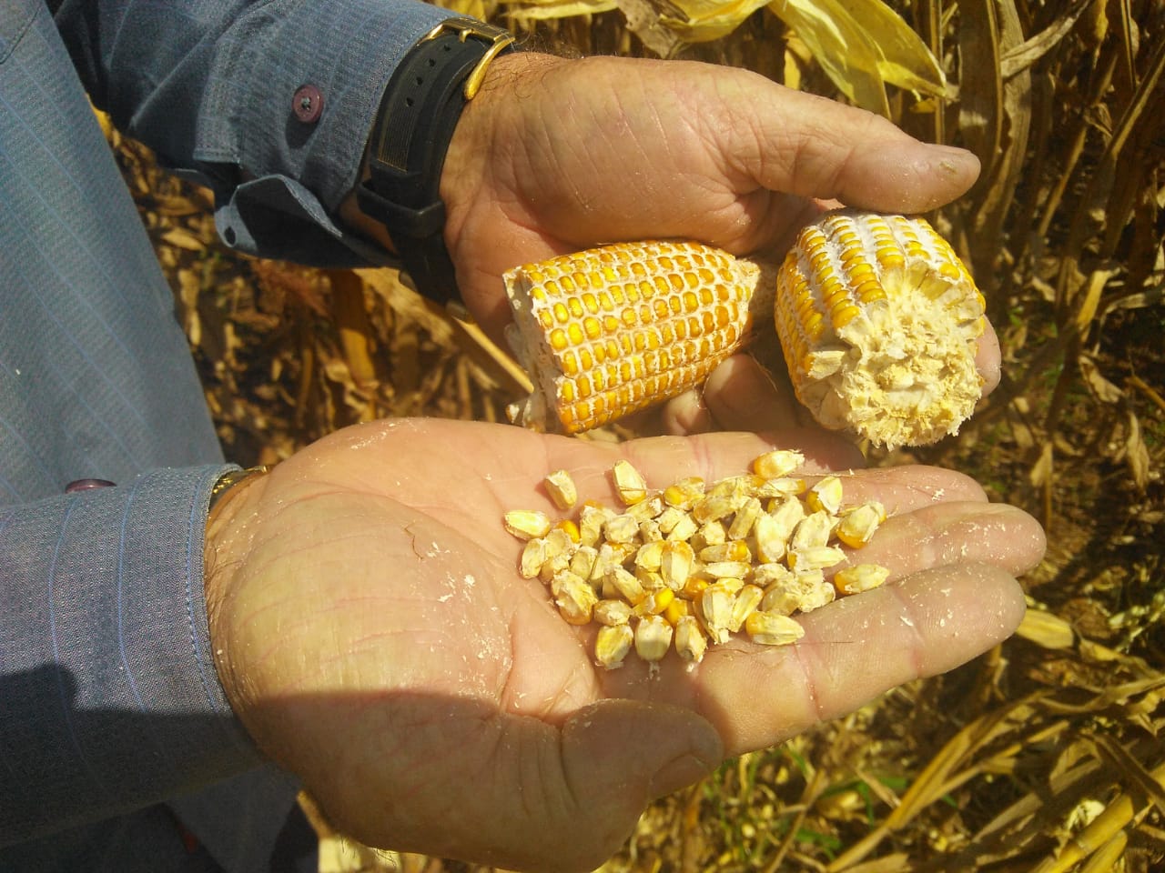 Grãos de milho avariados pela diplodia.