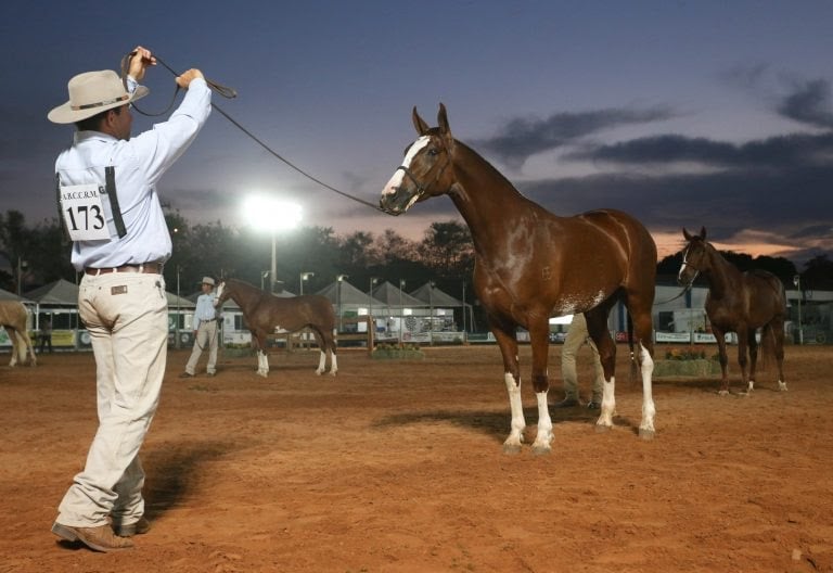 Mangalarga, Exposição, Equino