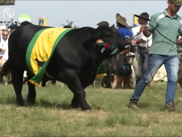 Conheça os animais campeões da Expointer