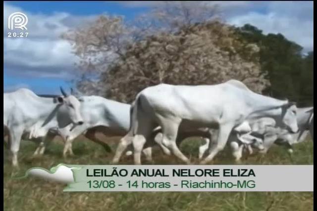 Canal Rural transmite leilão anual Nelore Eliza