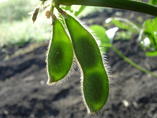 Vazio sanitário termina em GO e plantio de soja pode ser iniciado