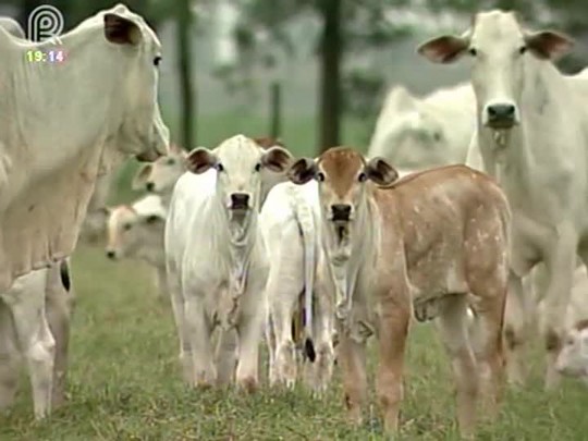 Preços do bezerro batem recorde nesta semana