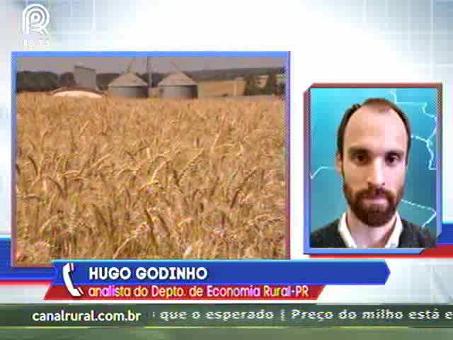 Paraná: geadas favorecem lavouras de trigo