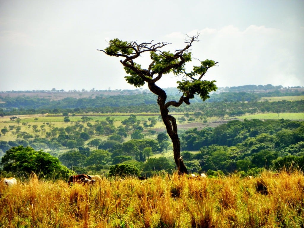 paisagem no cerrado