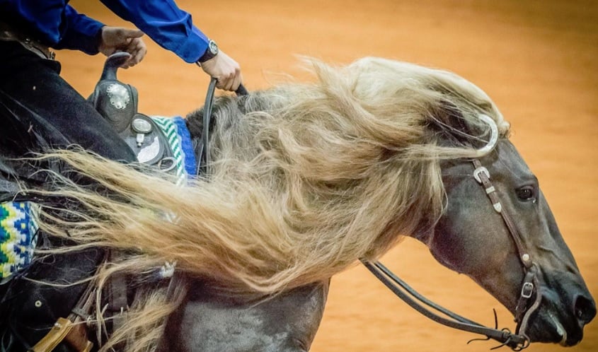 F5 Licurgo Tapajós, o Loiro, cavalo crioulo