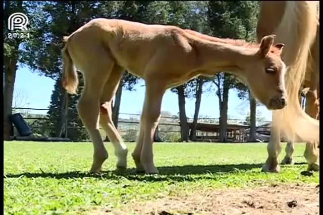 Células-tronco aceleram cura de lesões em cavalos