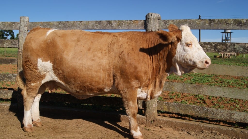 Vitória, da raça simental, foi o primeiro animal clonado no Brasil, clones