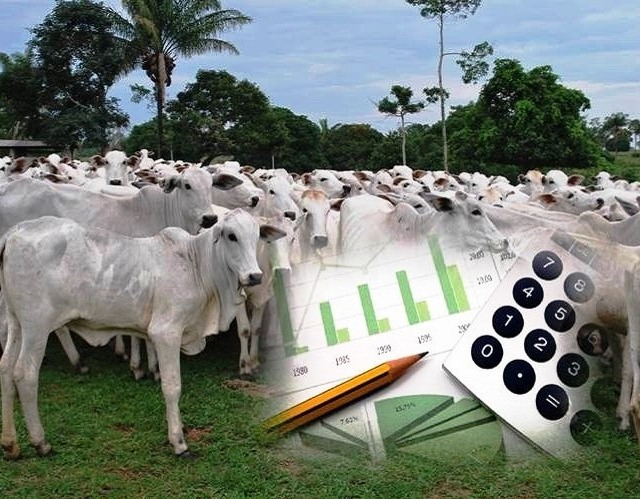 Mais de 80% das fazendas de pecuária não conseguem apurar o próprio lucro
