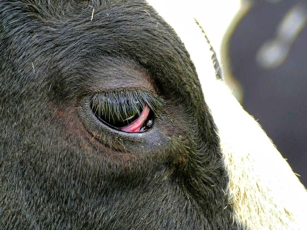 vacas furto de gado