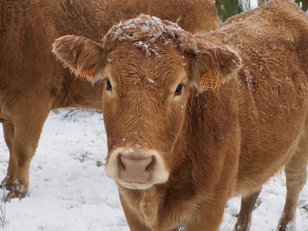 neve, bezerro, novembro