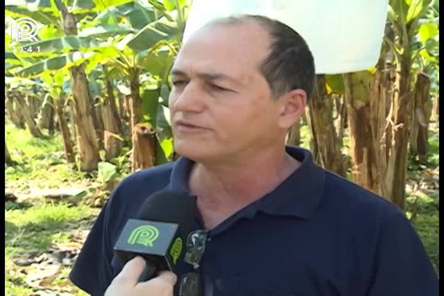 SP: fungo que atinge bananas preocupa produtores