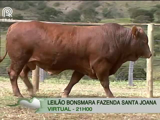 Conheça a raça bovina bonsmara