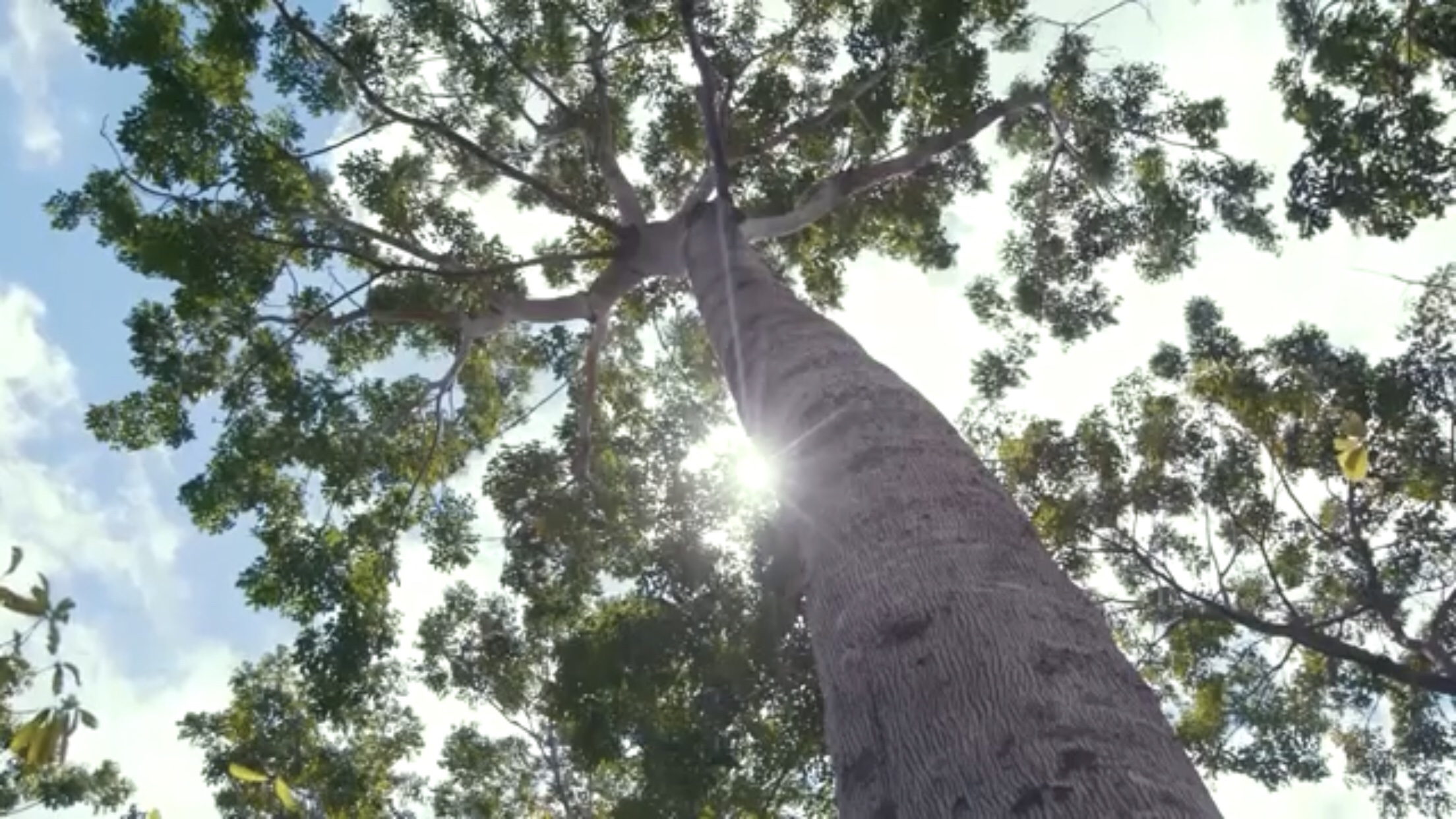 Brasil terá a maior floresta de mogno africano do mundo