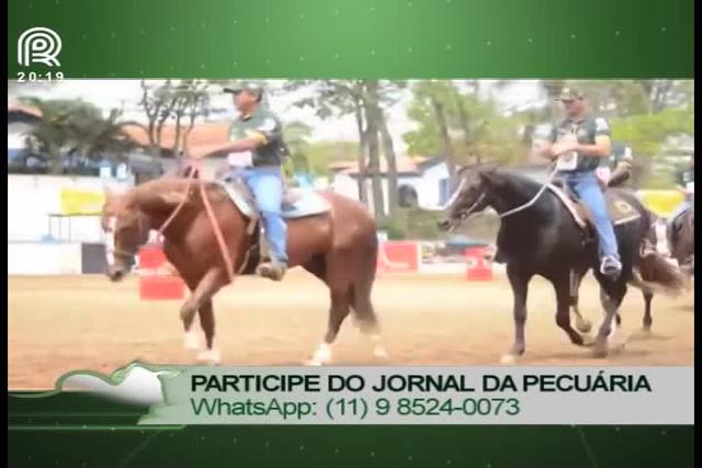 Saiba mais sobre o cavalo mangalarga