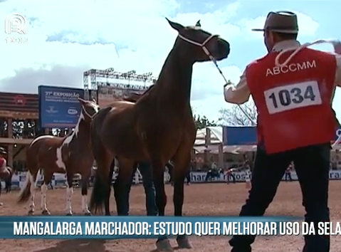 Estudo revela a mensuração de sela ideal para o mangalarga marchador