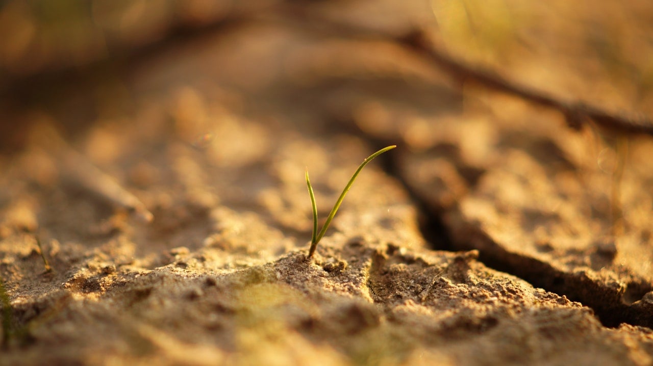 planta brotando em solo seco