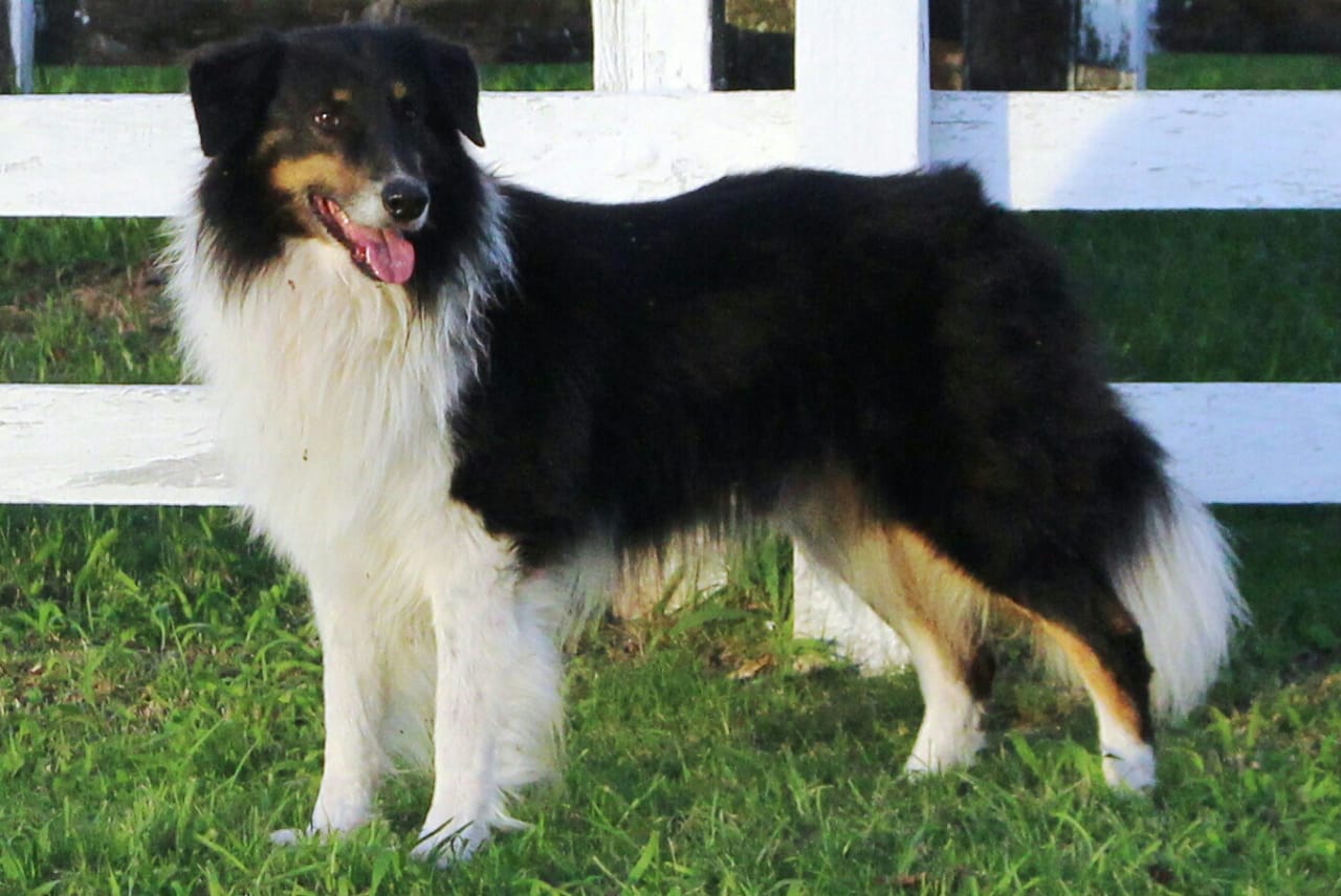 o cão de pastoreio Teimoso, da raça ovelheiro gaúcho