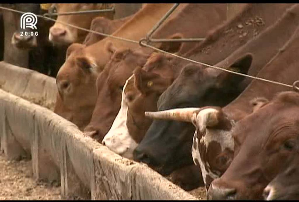 Plano agrícola e pecuário oferece R$ 202,8 bilhões