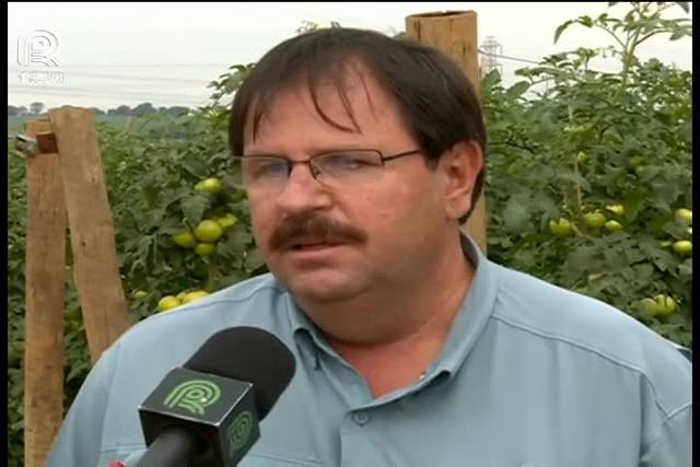 Tomate pode voltar a ser o vilão da inflação