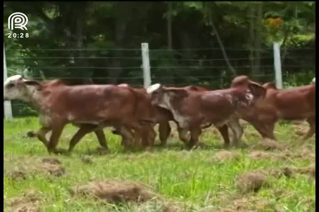 Leilão exibe alta produtividade da raça girolando