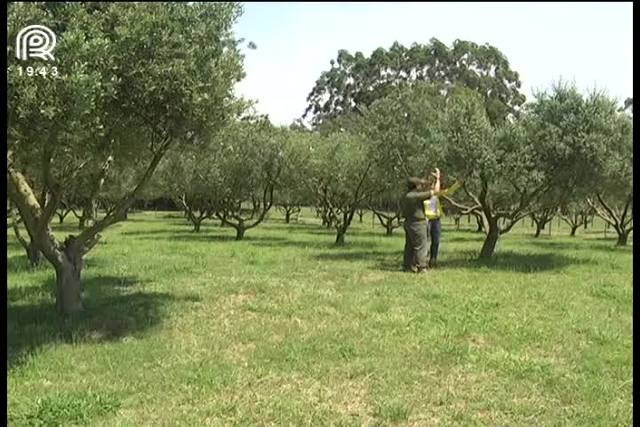 Cultivo de oliveiras dispara no Rio Grande do Sul