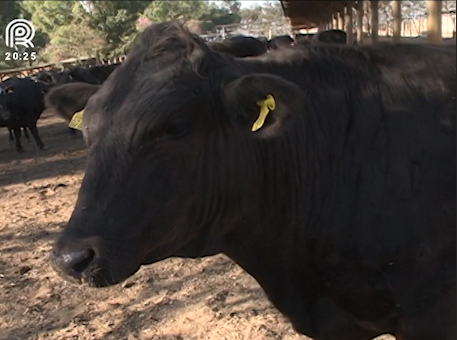 Genética, nutrição e música clássica: investimentos da carne de wagyu