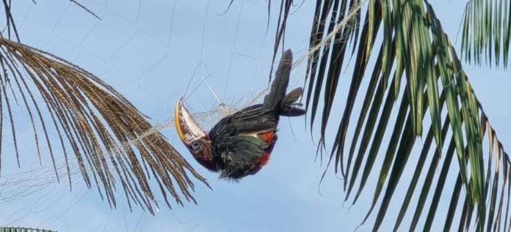 Ibama flagra morte de 62 aves em rede de pesca em propriedade no Amazonas