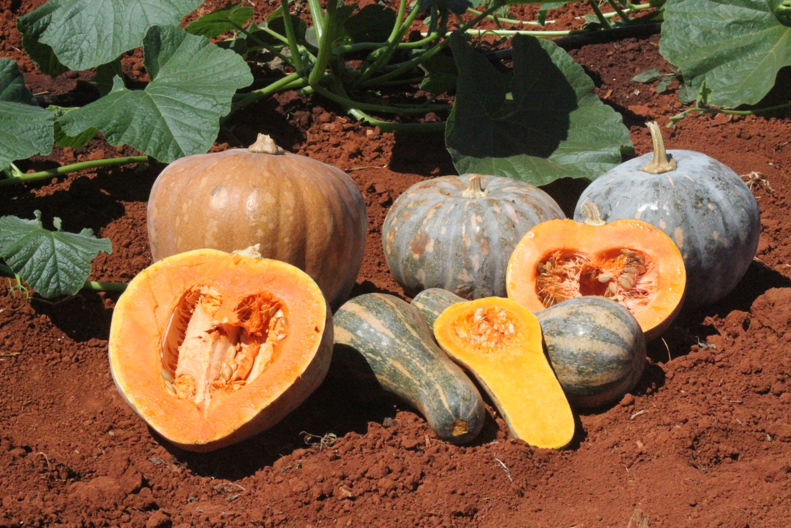 tudo o que você precisa saber para plantar abóbora