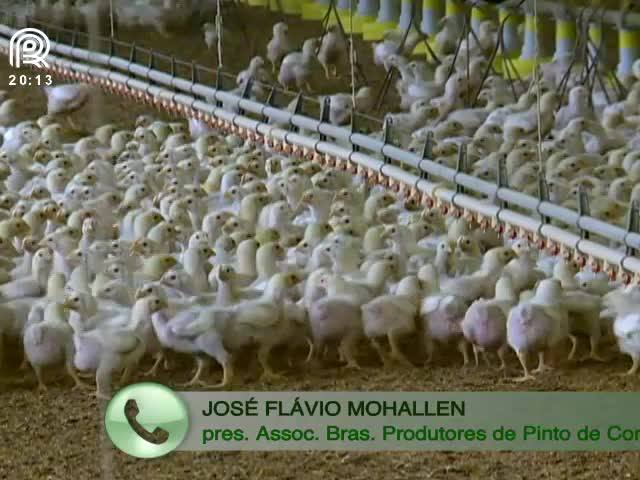 Crise econômica reduz produção de pintos de corte