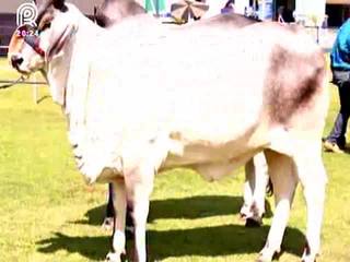 Confira os grandes campeões da Expozebu