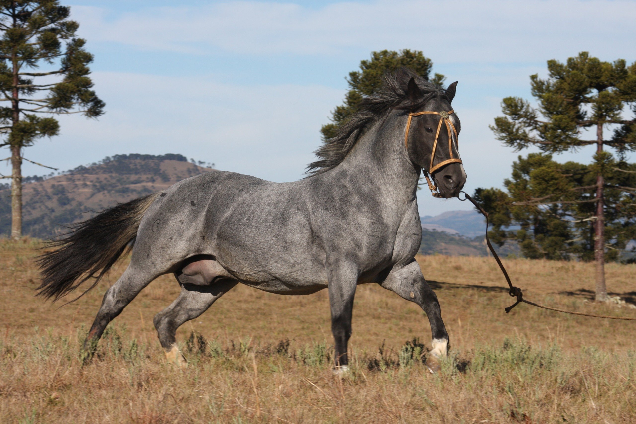 cavalo crioulo JLS Hermoso, leilão de cobertura