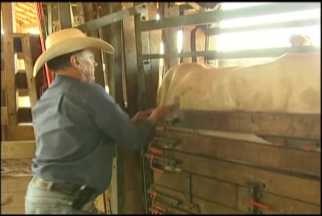 Embrapa: abcessos por reação vacinal são bons