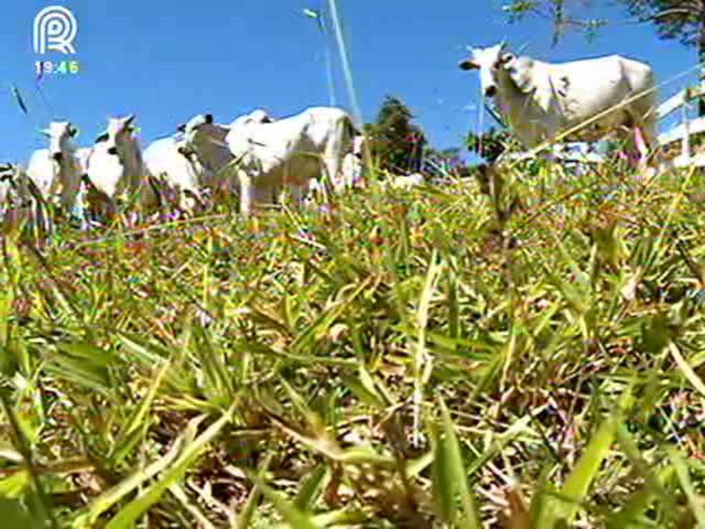 Saiba como cuidar do gado nas épocas frias do ano