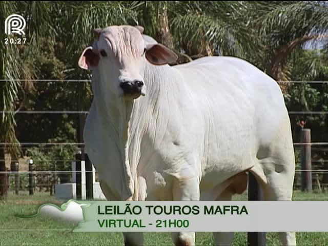 Canal Rural exibe leilão da Mafra Agropecuária