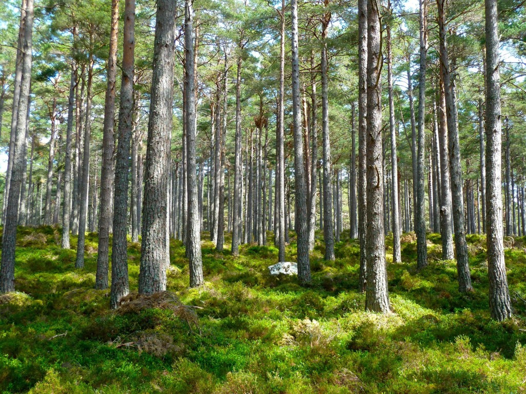 Código Florestal, floresta, árvores