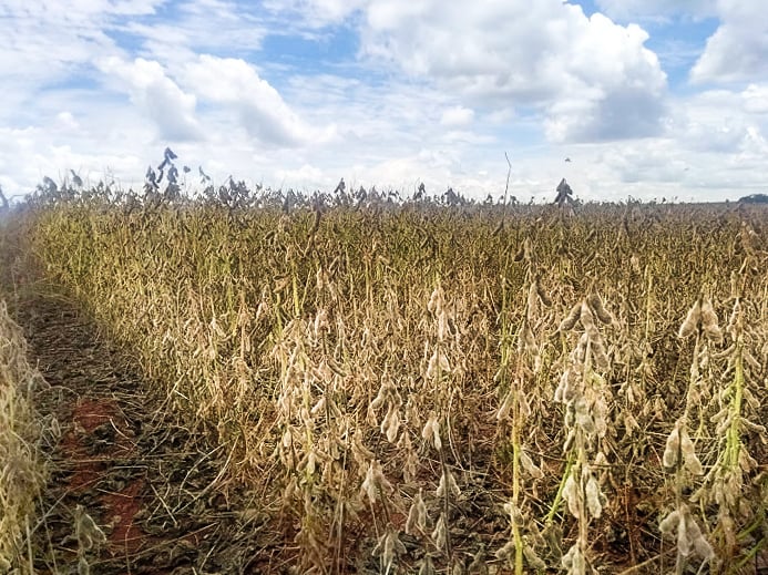 cascalho soja tocantins