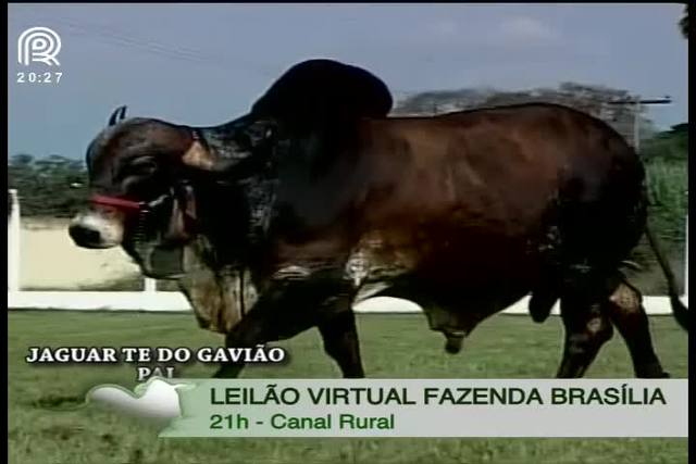 Canal Rural exibe leilão virtual Fazenda Brasília