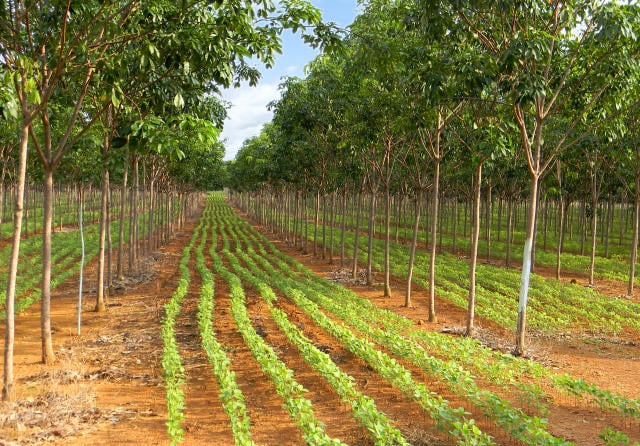 agricultura-baixo-carbono