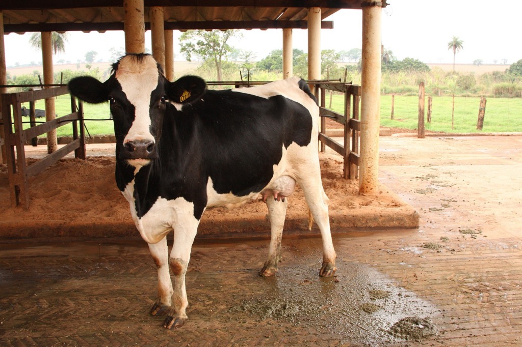 vaca, gado, pecuária, estação de monta