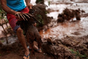 galinha, Brumadinho