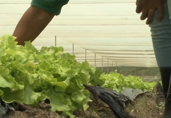 Data limite de adesão à rastreabilidade vegetal vai ser prorrogada